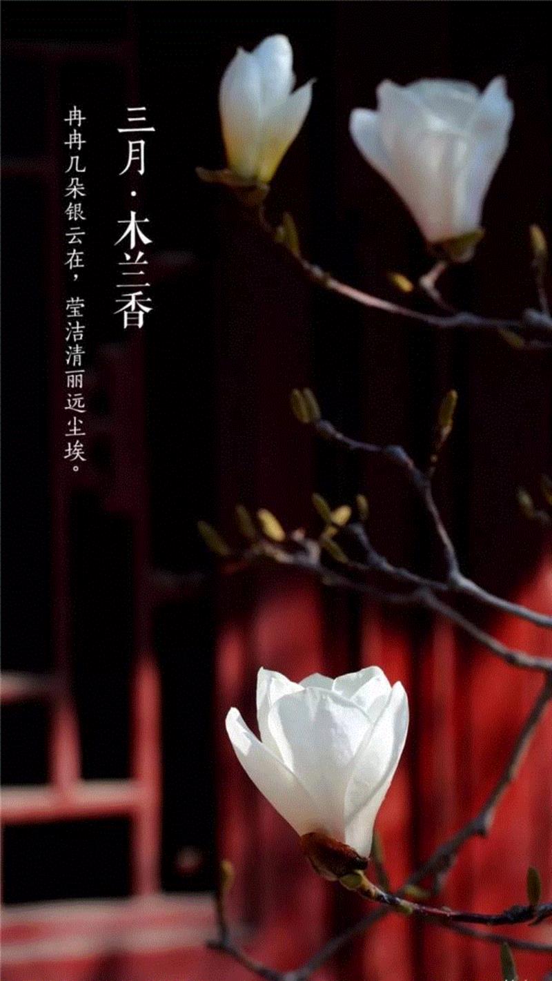 一开花，故宫就美成了御花园！