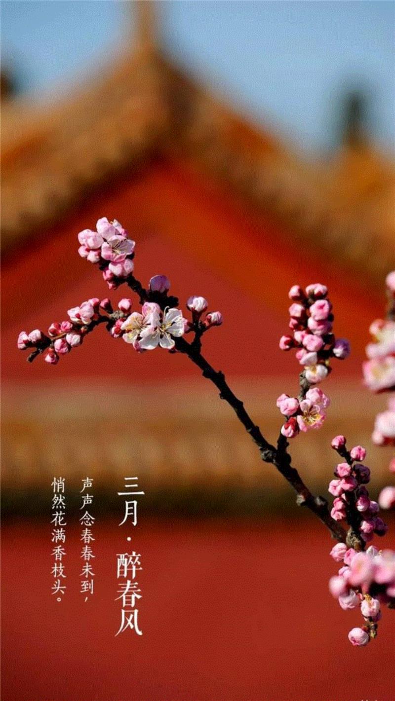 一开花，故宫就美成了御花园！