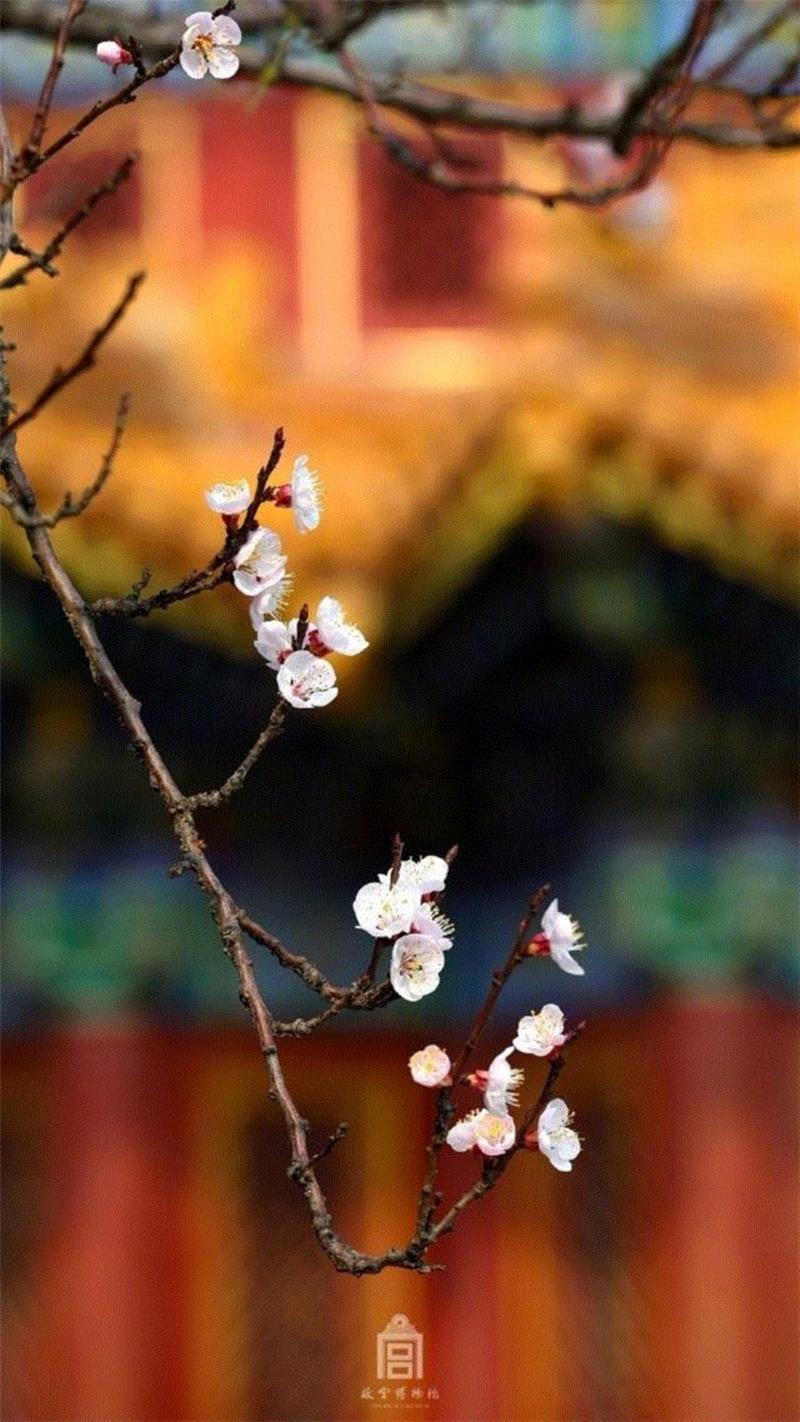 一开花，故宫就美成了御花园！