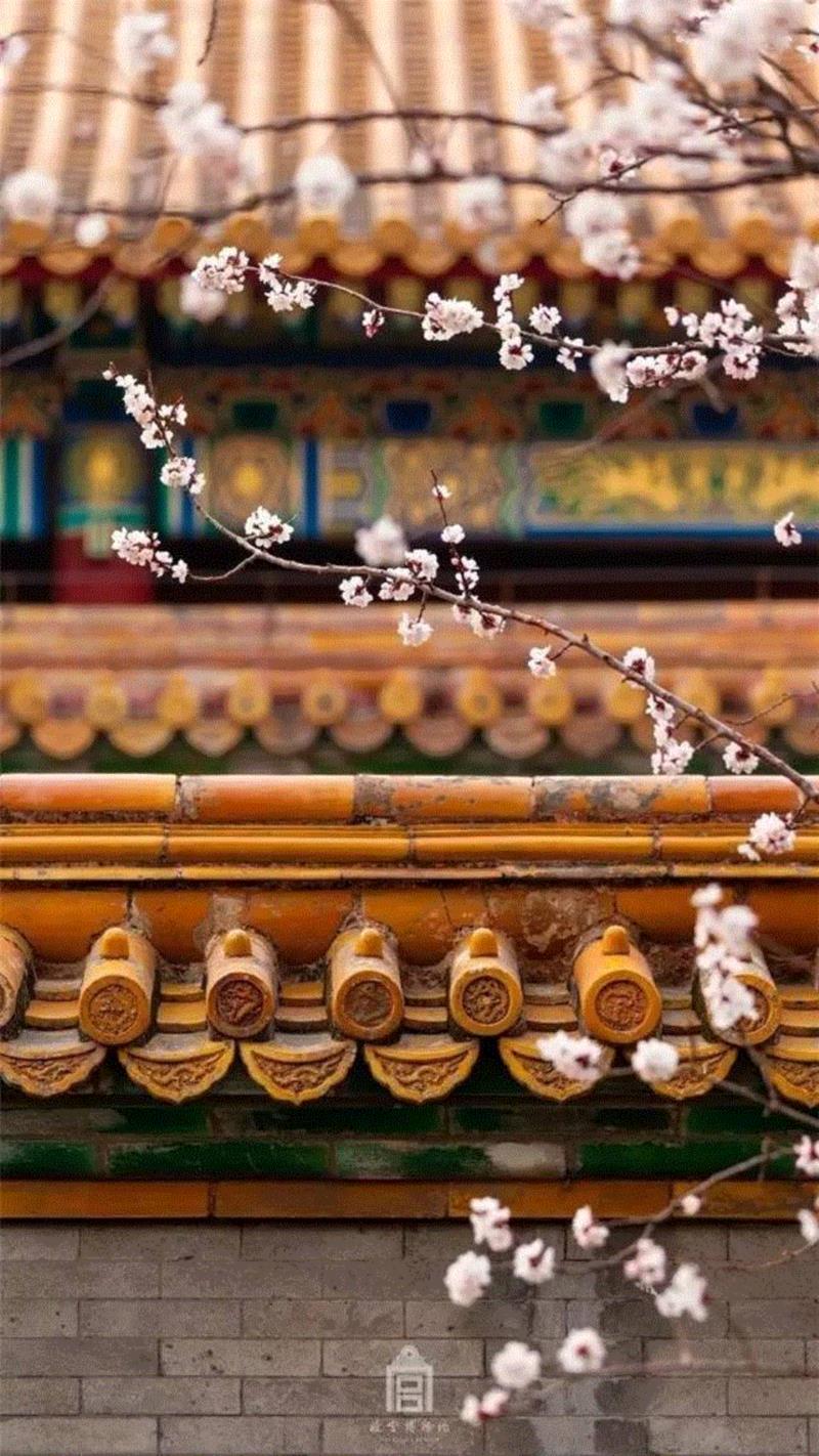 一开花，故宫就美成了御花园！