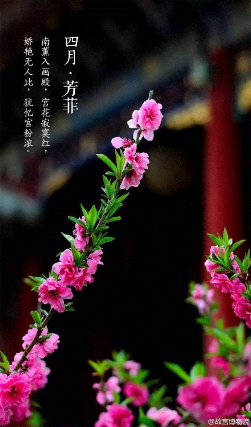 一开花，故宫就美成了御花园！