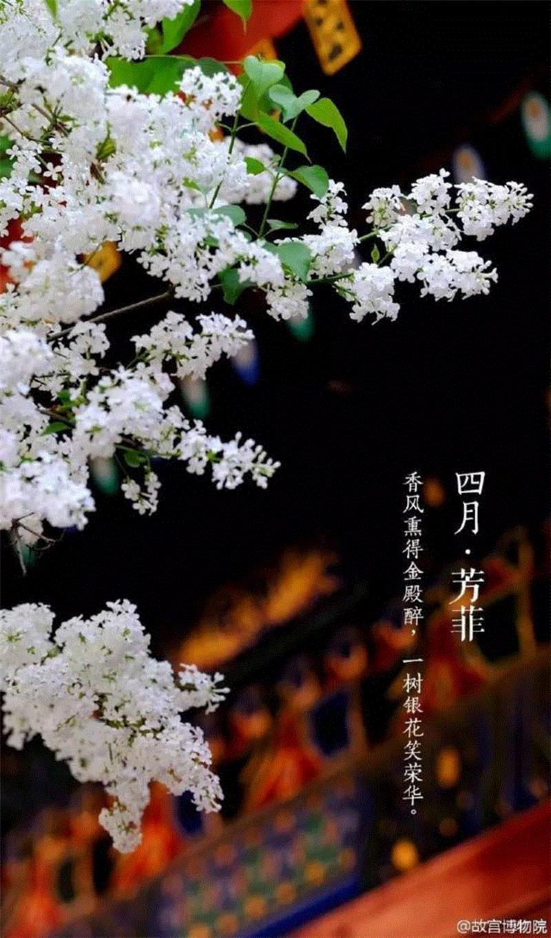 一开花，故宫就美成了御花园！