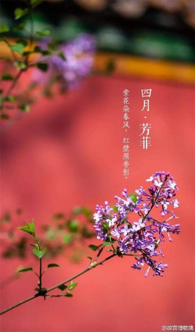 一开花，故宫就美成了御花园！