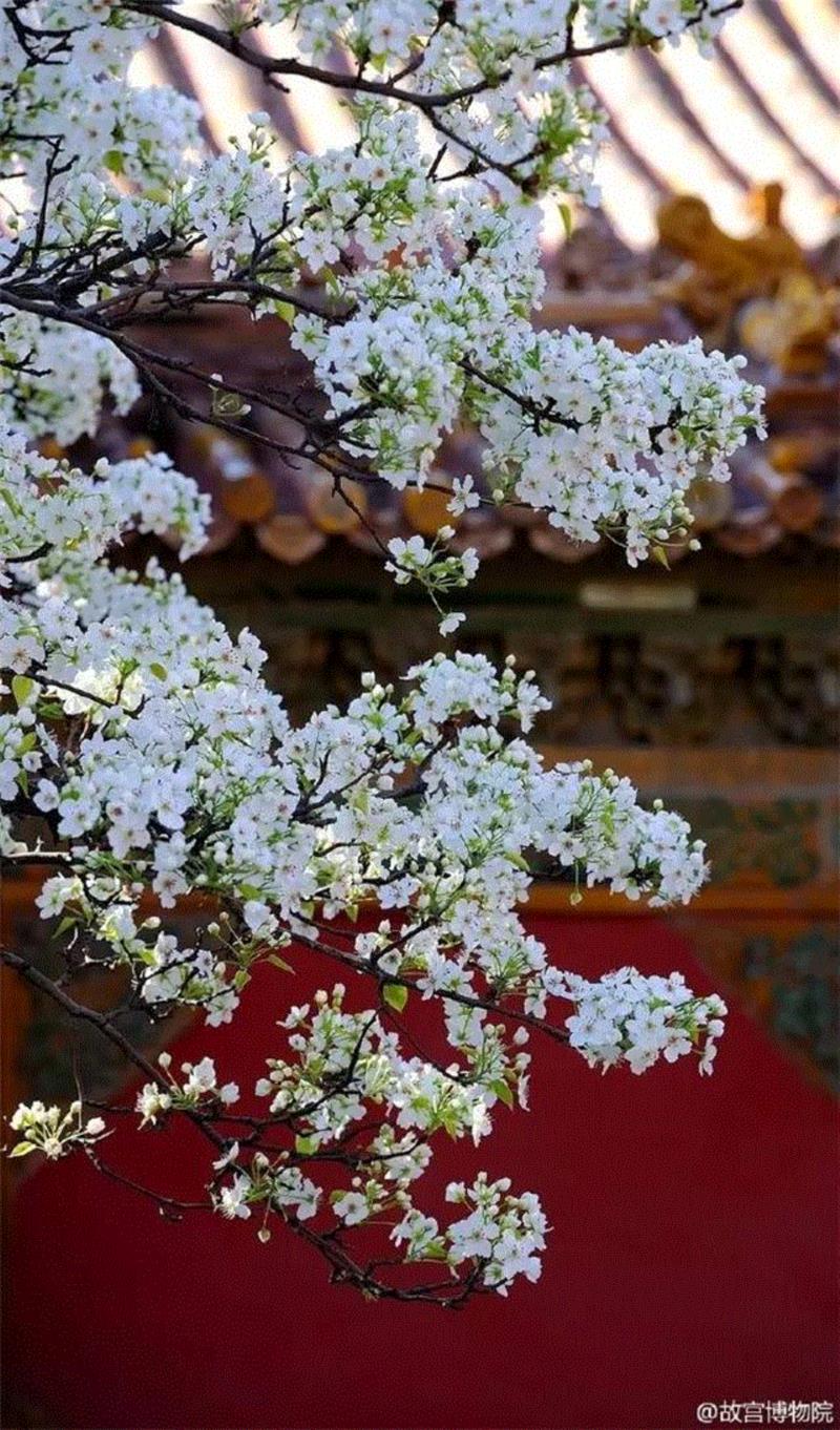 一开花，故宫就美成了御花园！