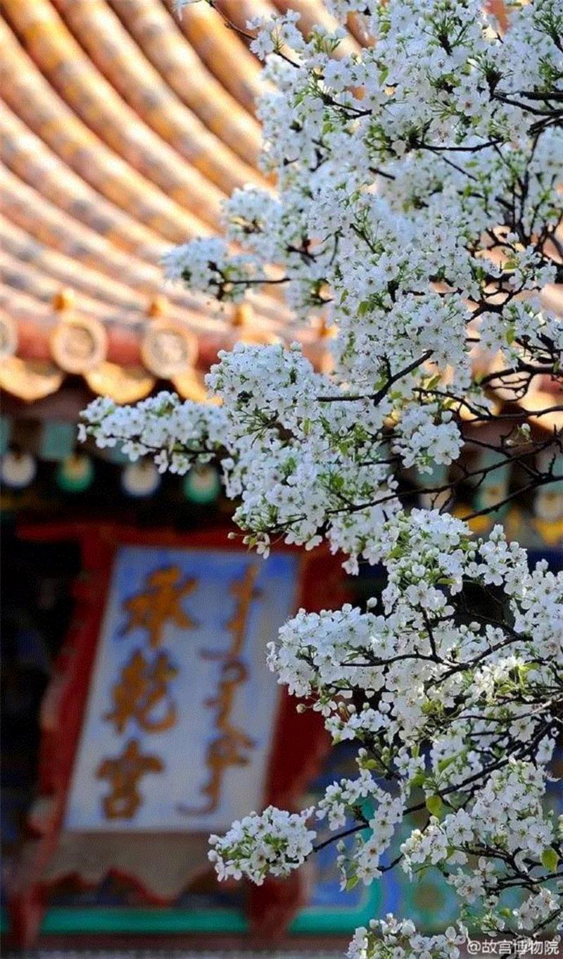一开花，故宫就美成了御花园！