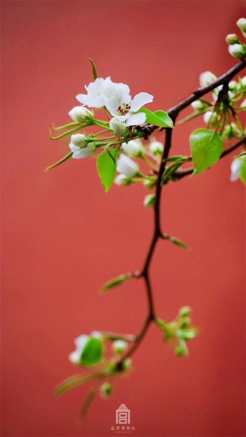 一开花，故宫就美成了御花园！