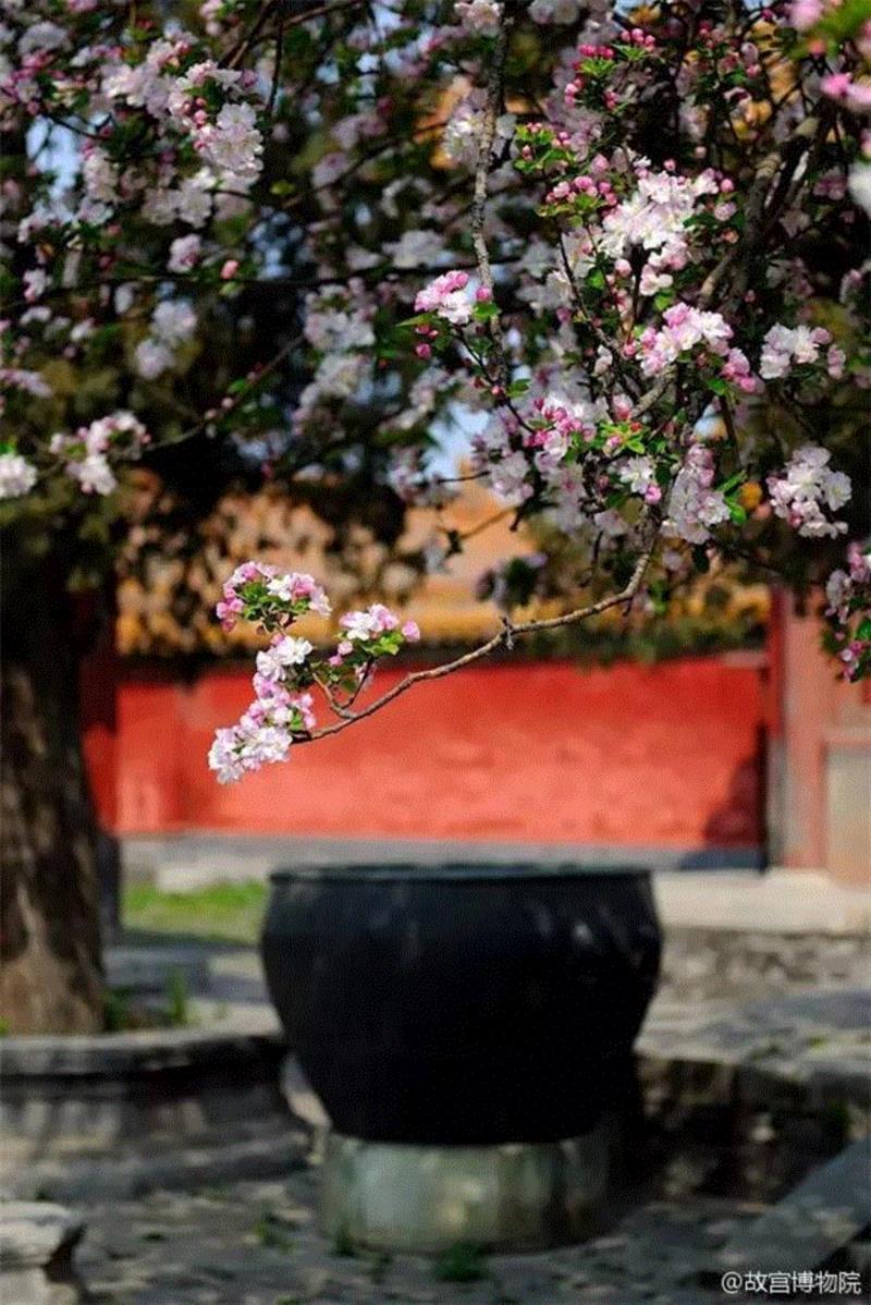 一开花，故宫就美成了御花园！