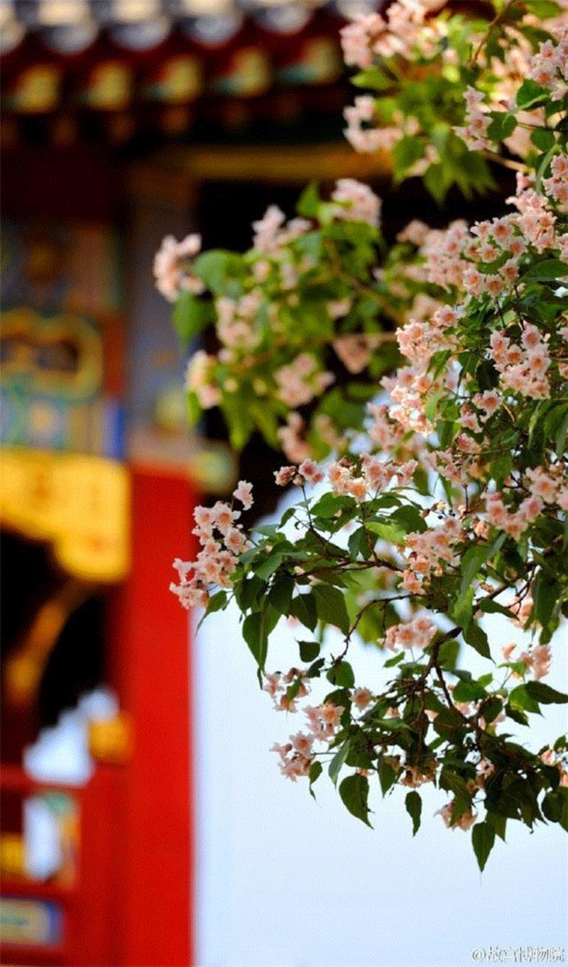 一开花，故宫就美成了御花园！