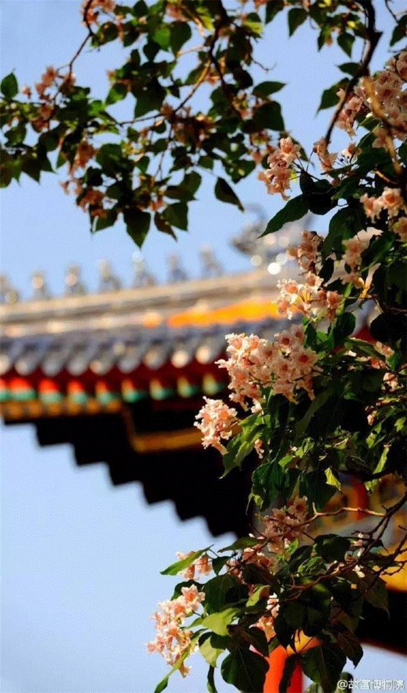 一开花，故宫就美成了御花园！