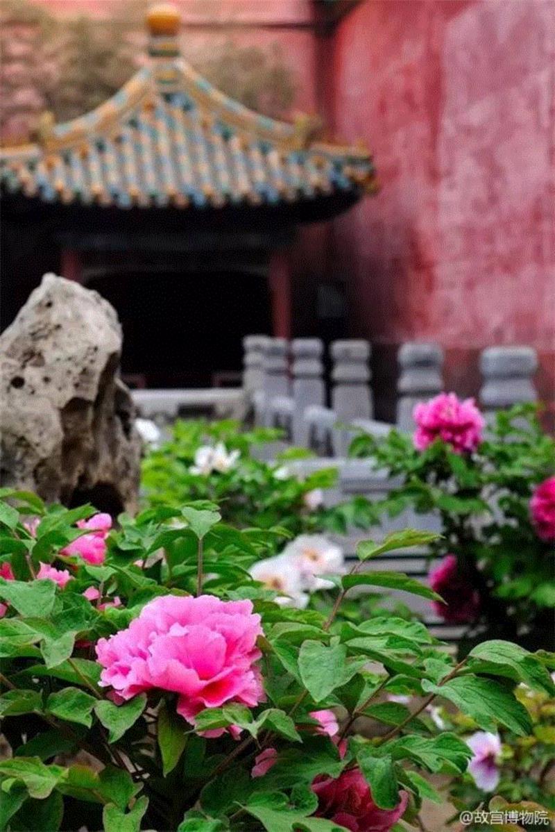 一开花，故宫就美成了御花园！