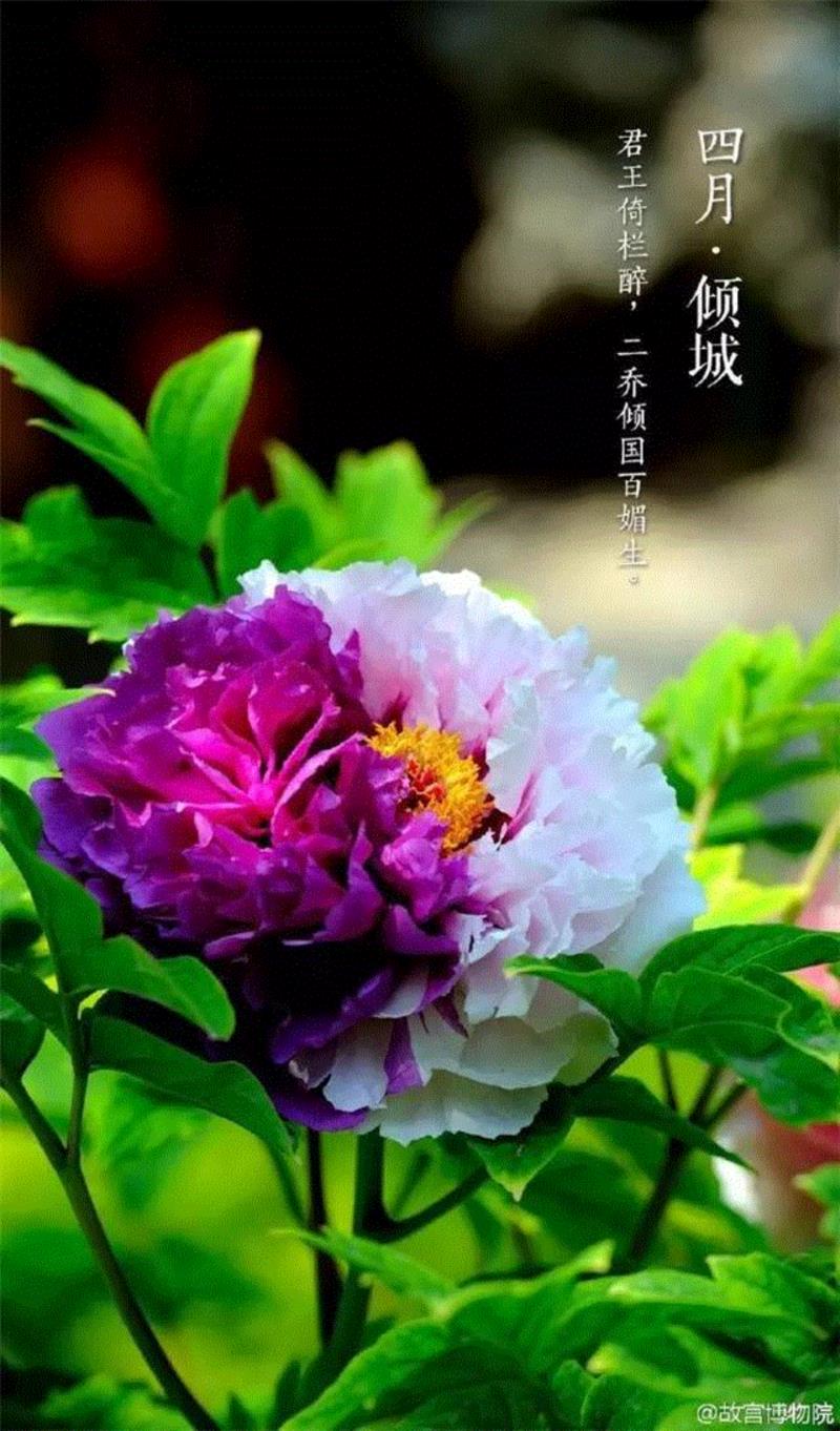 一开花，故宫就美成了御花园！
