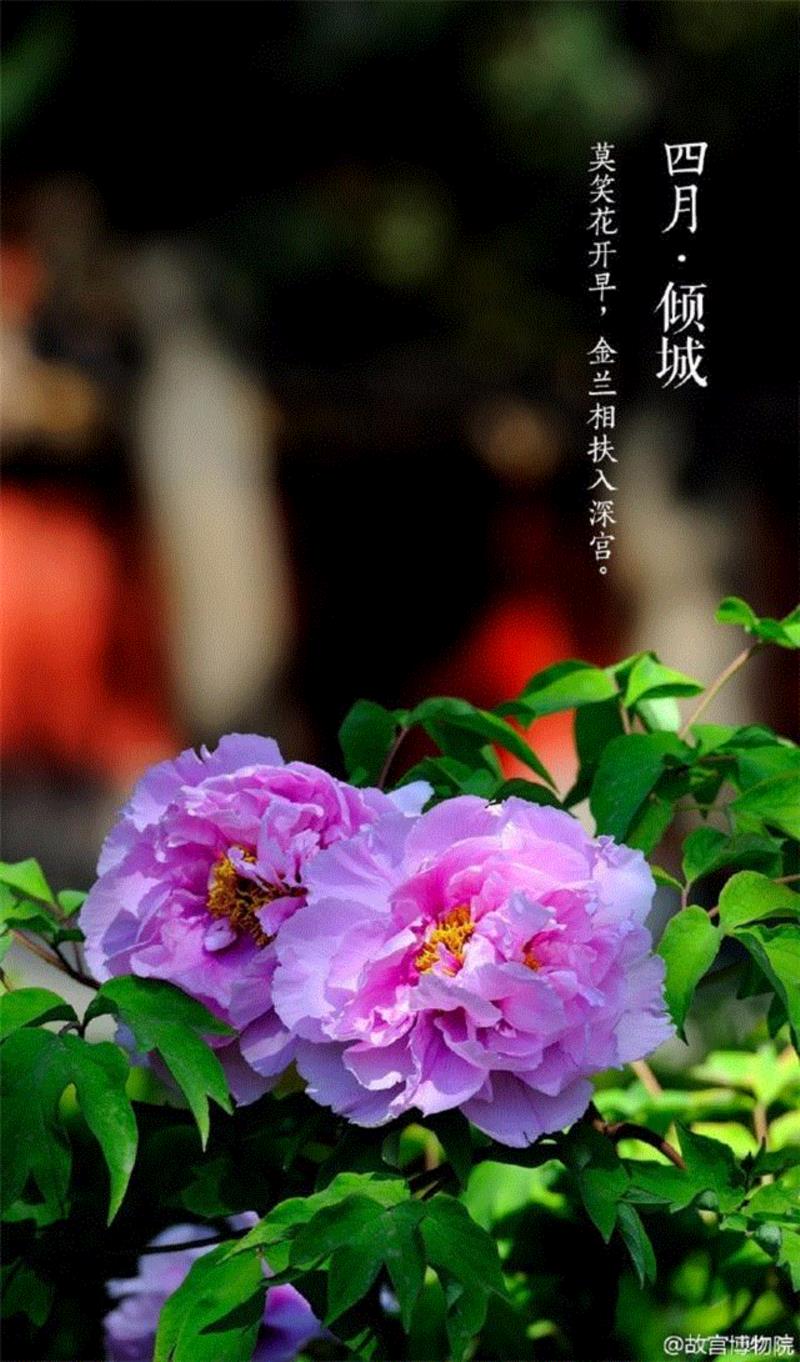 一开花，故宫就美成了御花园！