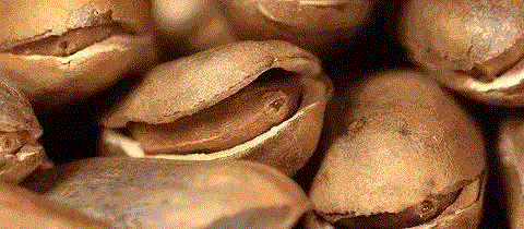 长白山松子飘香，跨越千里把这天生天养的美味送给你