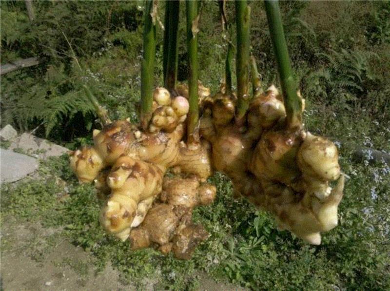 零食的家族，终于有了姜的身影