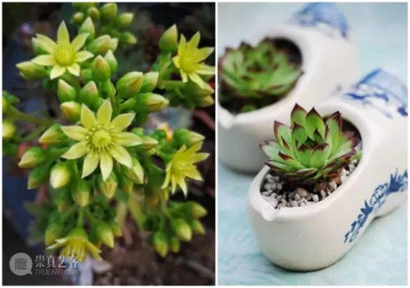 会卖萌的植物想养吗？那你得学学呀！