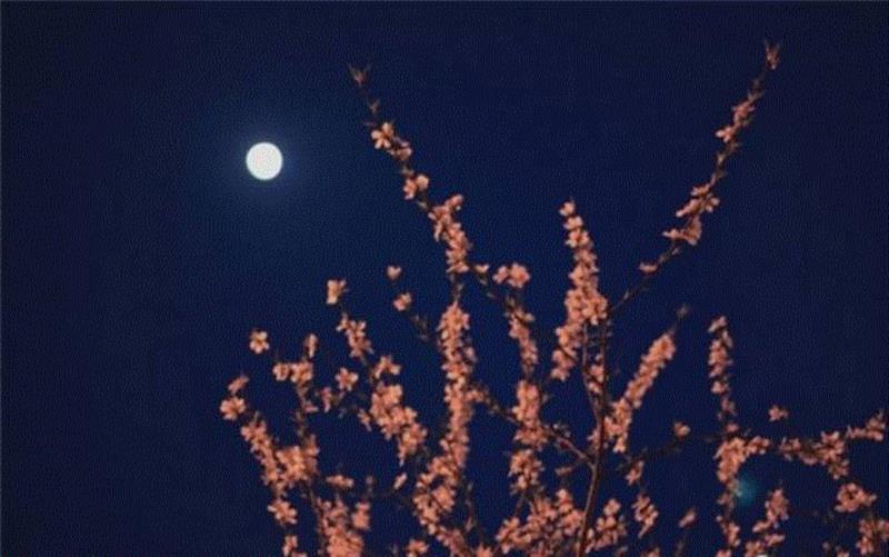 今夜我不关心人类，我只关心……