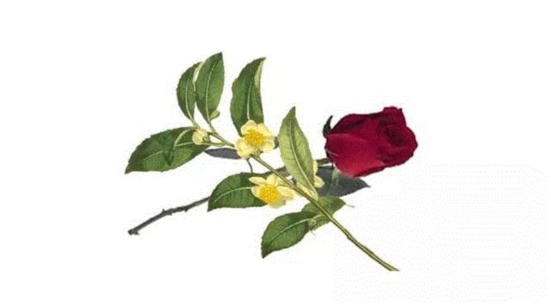 雨前龙井、糯米香乌龙，光想想就觉得好喝