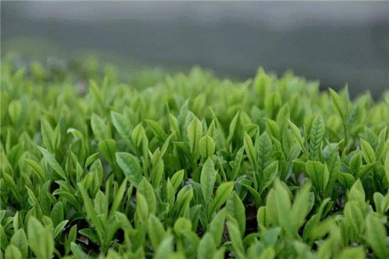 雨前龙井、糯米香乌龙，光想想就觉得好喝