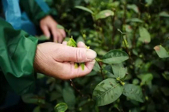 雨前龙井、糯米香乌龙，光想想就觉得好喝