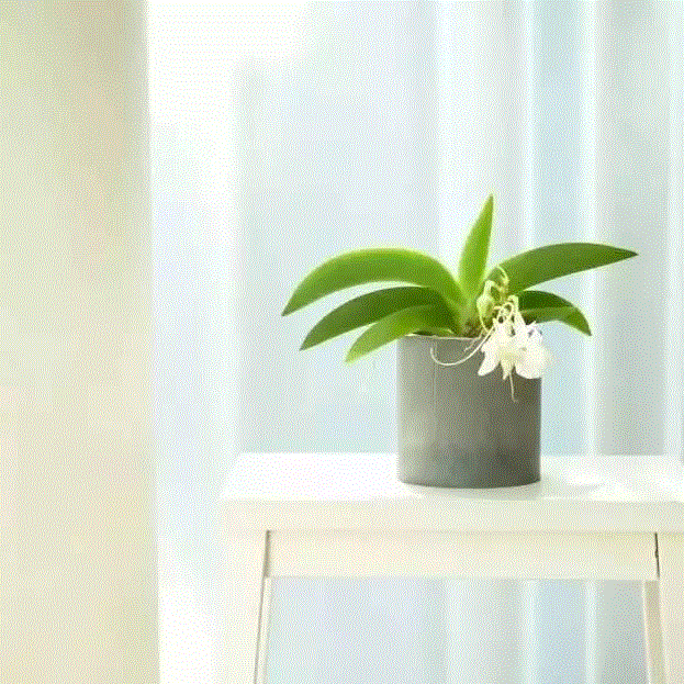 打造治愈系家居空间，植物总能给你无限灵感