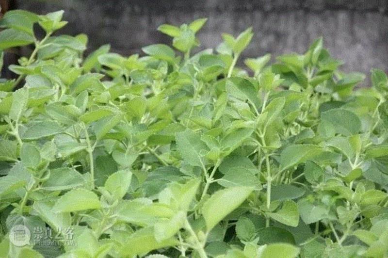 为了一支牙膏，他买了一个农场来种药草
