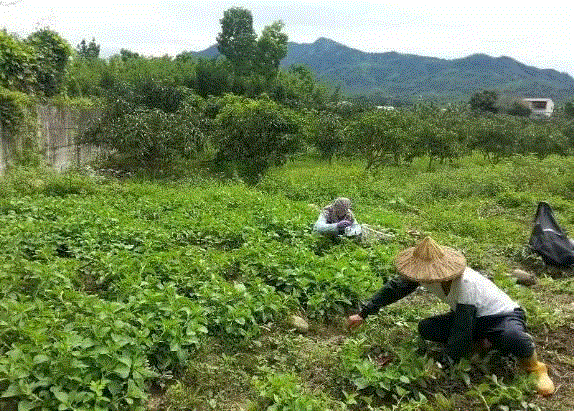 为了一支牙膏，他买了一个农场来种药草