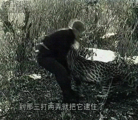 徒手抓豹230多只，擒虎7只，捉野牛9头！