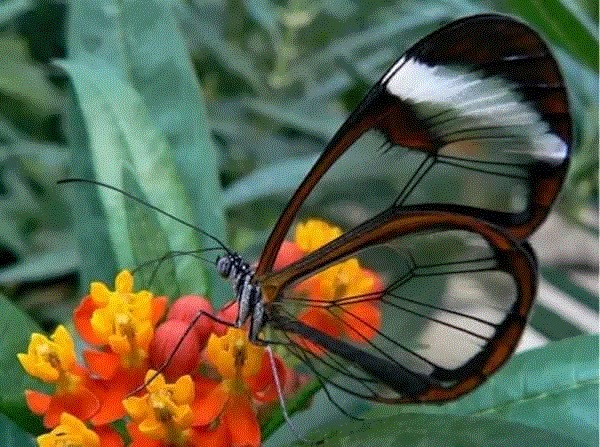 【惊了个呆】这些透明生物你一定没有见过！