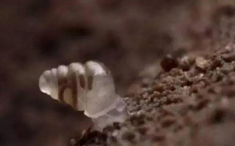 【惊了个呆】这些透明生物你一定没有见过！