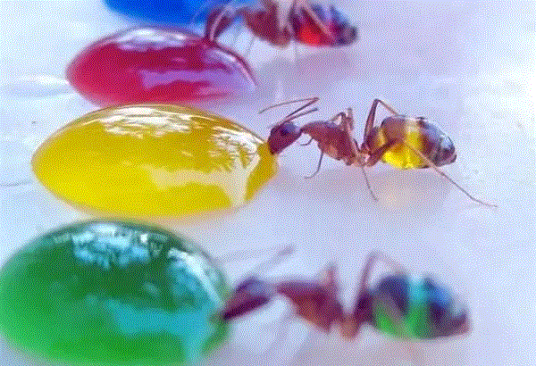 【惊了个呆】这些透明生物你一定没有见过！