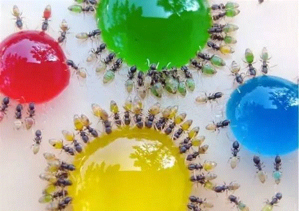【惊了个呆】这些透明生物你一定没有见过！