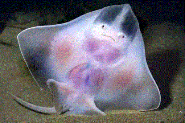【惊了个呆】这些透明生物你一定没有见过！