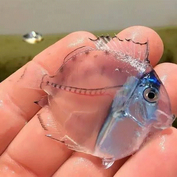 【惊了个呆】这些透明生物你一定没有见过！