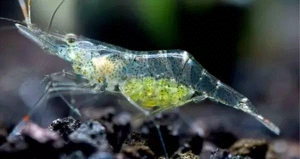 【惊了个呆】这些透明生物你一定没有见过！