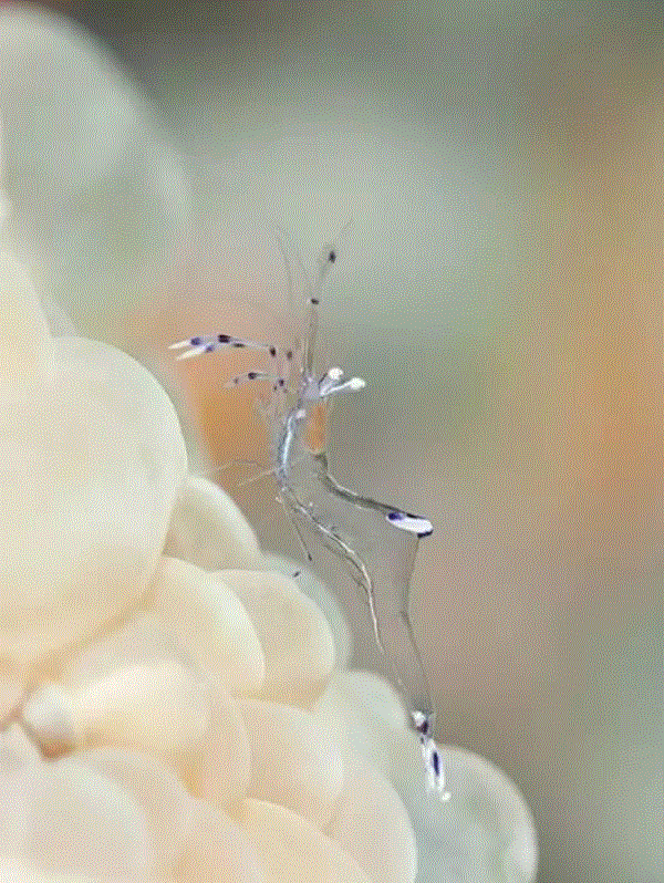 【惊了个呆】这些透明生物你一定没有见过！