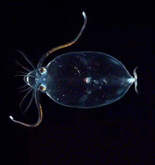 【惊了个呆】这些透明生物你一定没有见过！