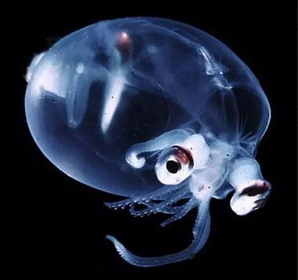 【惊了个呆】这些透明生物你一定没有见过！