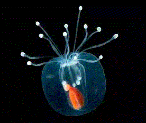 【惊了个呆】这些透明生物你一定没有见过！