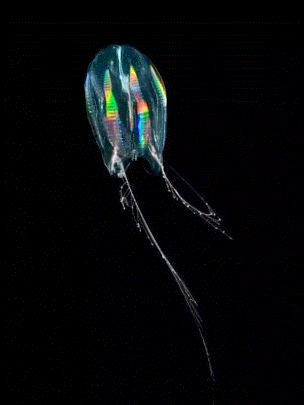 【惊了个呆】这些透明生物你一定没有见过！