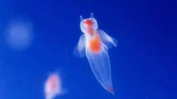 【惊了个呆】这些透明生物你一定没有见过！