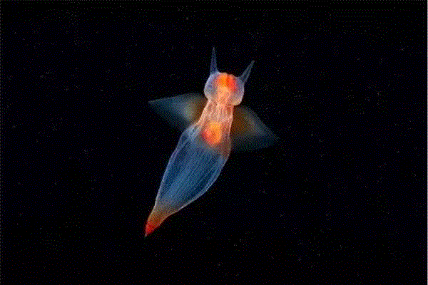 【惊了个呆】这些透明生物你一定没有见过！