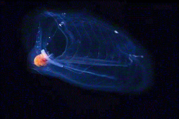 【惊了个呆】这些透明生物你一定没有见过！