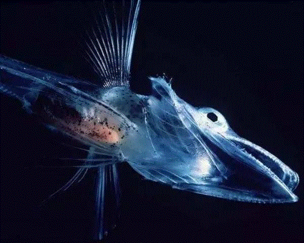 【惊了个呆】这些透明生物你一定没有见过！