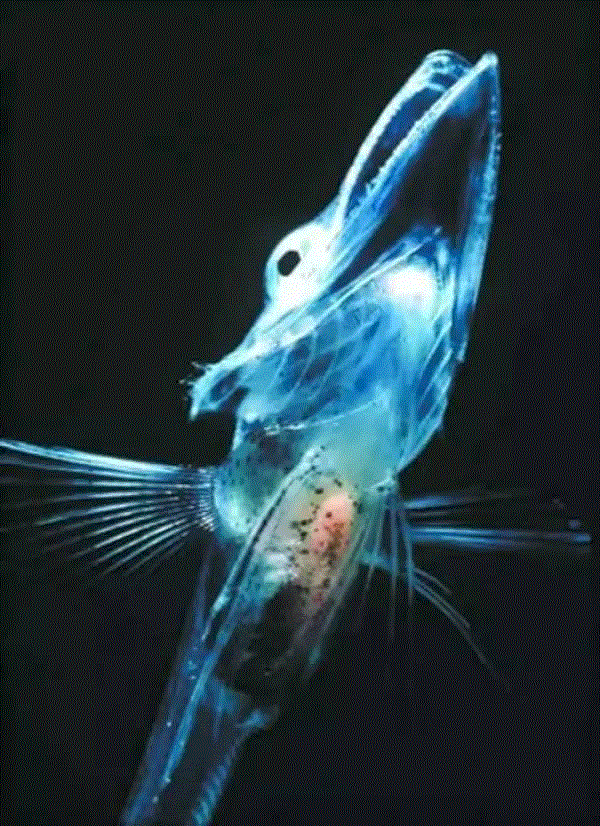 【惊了个呆】这些透明生物你一定没有见过！