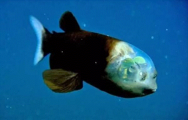 【惊了个呆】这些透明生物你一定没有见过！