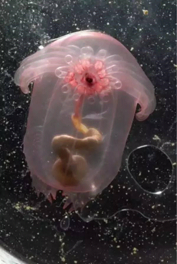 【惊了个呆】这些透明生物你一定没有见过！