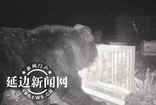 他等待蜜蜂扇动2亿次翅膀酿出最甜的蜜，结果被熊给偷了