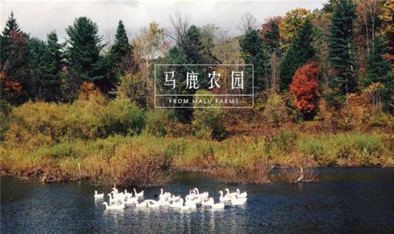 他等待蜜蜂扇动2亿次翅膀酿出最甜的蜜，结果被熊给偷了