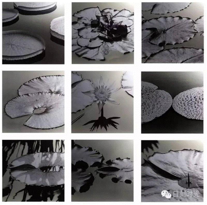 阿波罗杀蜥蜴 | 查尔斯·雷