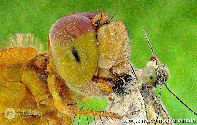 印尼摄影师微距拍昆虫酷似外星人(组图) 印尼摄影师微距拍昆虫酷似外星人(组图)